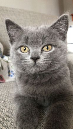 British Kurzhaar Kitten (Maikätzchen)