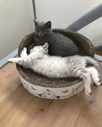 British Kurzhaar Kitten (Maikätzchen)