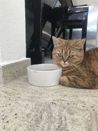 British Kurzhaar Kitten (Maikätzchen)