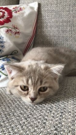 British Kurzhaar Kitten (Maikätzchen)