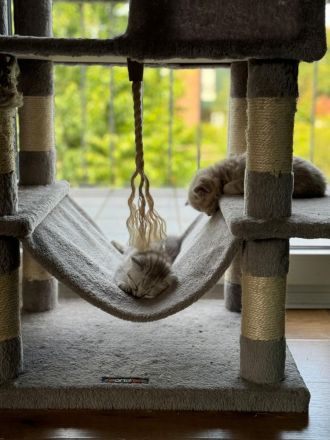 British Kurzhaar Kitten (Maikätzchen)