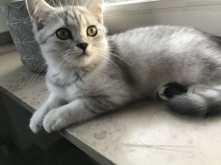 British Kurzhaar Kitten (Maikätzchen)