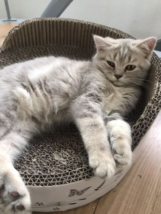 British Kurzhaar Kitten (Maikätzchen)