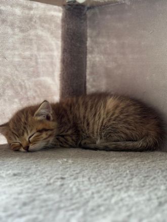 British Kurzhaar Kitten (Maikätzchen)