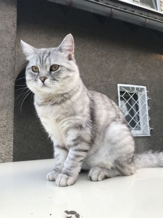 British Kurzhaar Kitten (Maikätzchen)