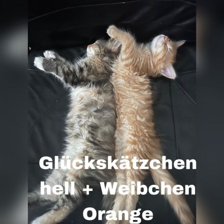 3 zauberhafte Maine-Coon-Norweger-Mix Kätzchen suchen ein liebevolles Zuhause!