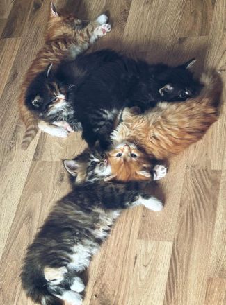 3 zauberhafte Maine-Coon-Norweger-Mix Kätzchen suchen ein liebevolles Zuhause!