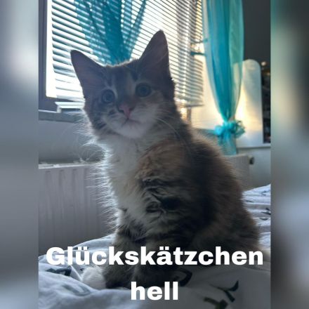 3 zauberhafte Maine-Coon-Norweger-Mix Kätzchen suchen ein liebevolles Zuhause!