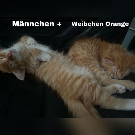 3 zauberhafte Maine-Coon-Norweger-Mix Kätzchen suchen ein liebevolles Zuhause!