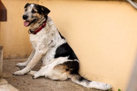 Verschmuste Dreibeinerin Angeliki sucht liebevolles Zuhause