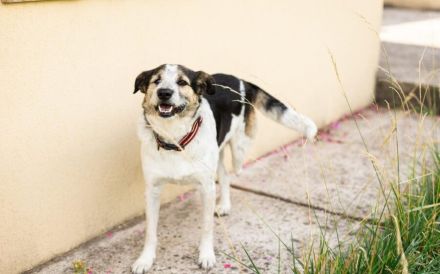 Verschmuste Dreibeinerin Angeliki sucht liebevolles Zuhause