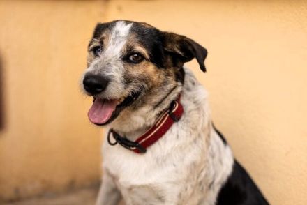 Verschmuste Dreibeinerin Angeliki sucht liebevolles Zuhause