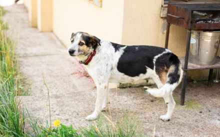 Verschmuste Dreibeinerin Angeliki sucht liebevolles Zuhause