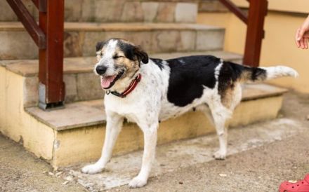 Verschmuste Dreibeinerin Angeliki sucht liebevolles Zuhause