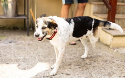 Verschmuste Dreibeinerin Angeliki sucht liebevolles Zuhause