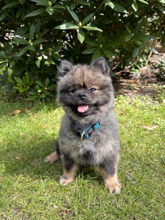 Deckrüde Zwergspitz