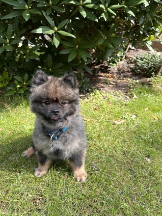 Deckrüde Zwergspitz