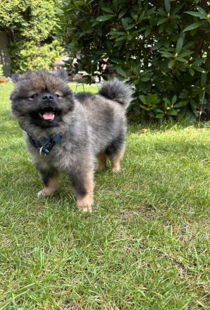 Deckrüde Zwergspitz