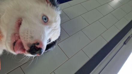 Border Collie Blau Merle Hündin 3 Monate