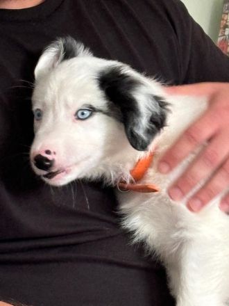 Border Collie Blau Merle Hündin 3 Monate