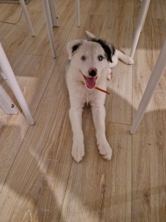 Border Collie Blau Merle Hündin 3 Monate