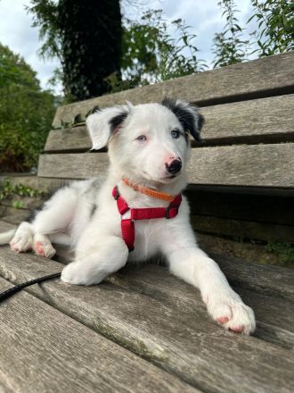 Border Collie Blau Merle Hündin 3 Monate