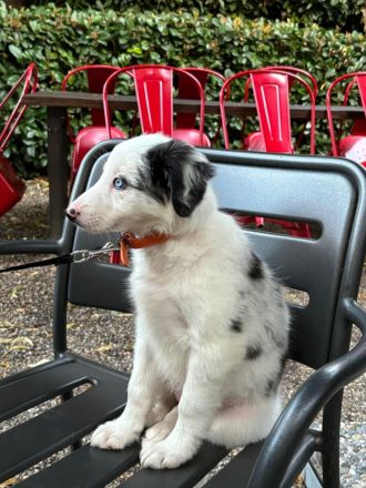 Border Collie Blau Merle Hündin 3 Monate