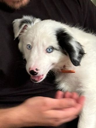 Border Collie Blau Merle Hündin 3 Monate