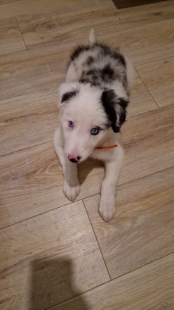Border Collie Blau Merle Hündin 3 Monate