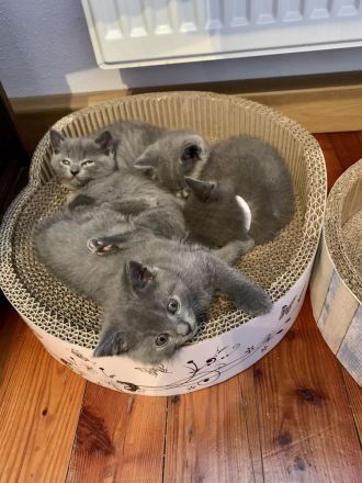 Chartreux / Kartäuser Kätzchen suchen ein Zuhause