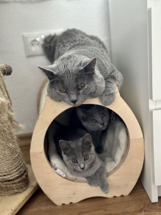 Chartreux / Kartäuser Kätzchen suchen ein Zuhause