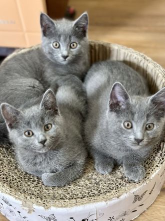 Chartreux / Kartäuser Kätzchen suchen ein Zuhause