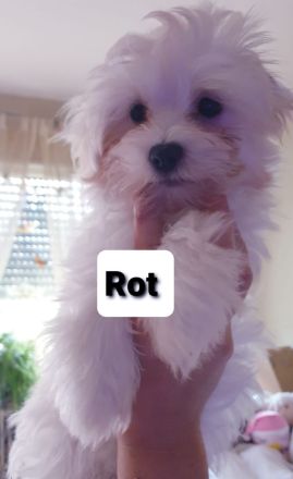 Malteser Welpen