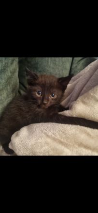 Süße Katze sucht ein schönes Zuhause