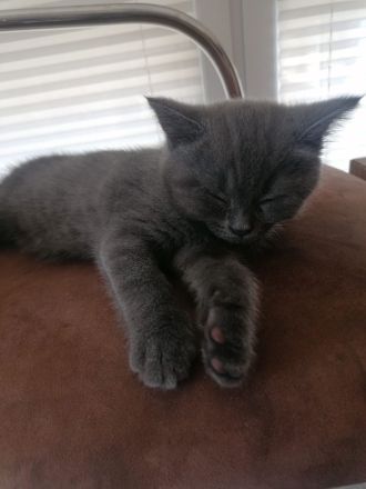 BKH-Mix Kater , 3 Monate alt