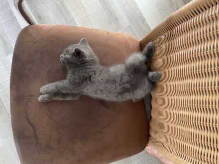 BKH-Mix Kater , 3 Monate alt