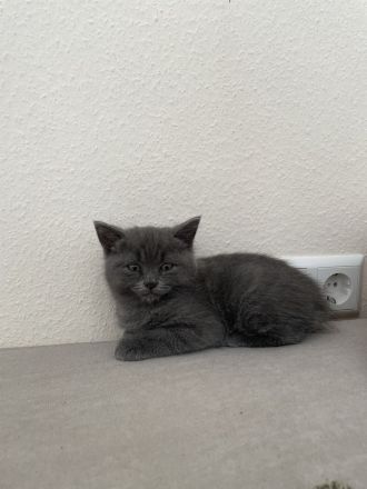 BKH-Mix Kater , 3 Monate alt