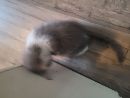 Dringend 2 Katzen zur Abgabe wegen allergi