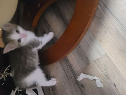 Dringend 2 Katzen zur Abgabe wegen allergi