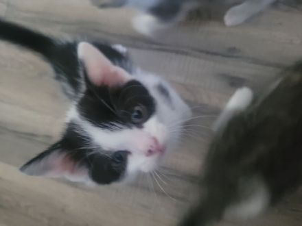 Dringend 2 Katzen zur Abgabe wegen allergi