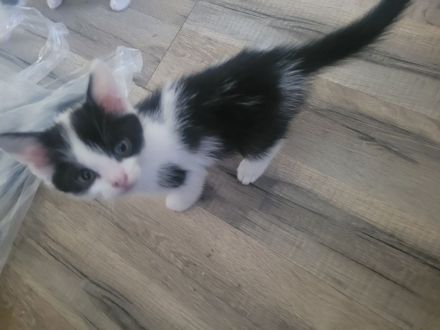 Dringend 2 Katzen zur Abgabe wegen allergi