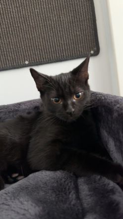 Kitten sofort abgabebereit