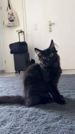 Kitten sofort abgabebereit