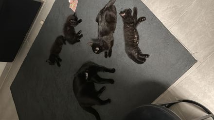 Kitten sofort abgabebereit