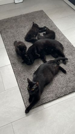 Kitten sofort abgabebereit