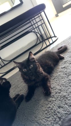 Kitten sofort abgabebereit