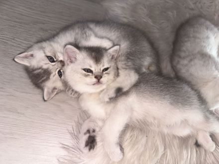 Bkh silver blue point shaded  mit Stammbaum