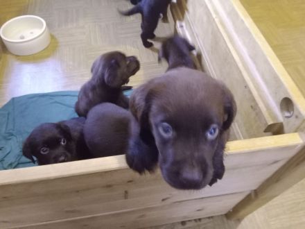 Labrador Welpen Farbe Schoko sofort Abgabebereit