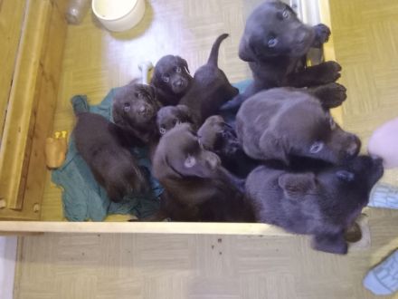 Labrador Welpen Farbe Schoko sofort Abgabebereit