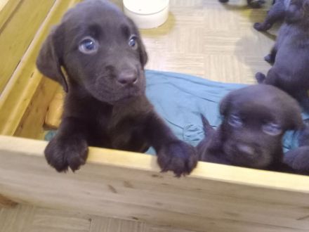Labrador Welpen Farbe Schoko sofort Abgabebereit